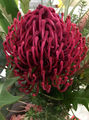 Flower at Nabiac Show (Warratah - New South Wales State Flower)