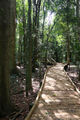 Giant Tree Walk, Wingham