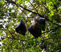 Flying Foxes, Wingham