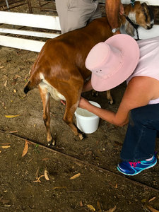 Milking a goat at Nabiac Show