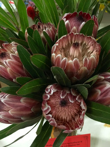 Flower at Nabiac Show (Proteas from South Africa)