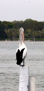 Pelican at Harrington