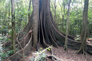 Giant Tree, Wingham