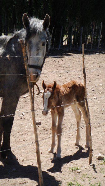 The new foal at the Eco Hostel, born that morning.