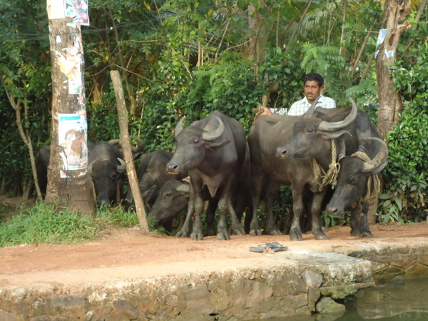 River cows