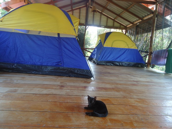 One of the kittens and his tent
