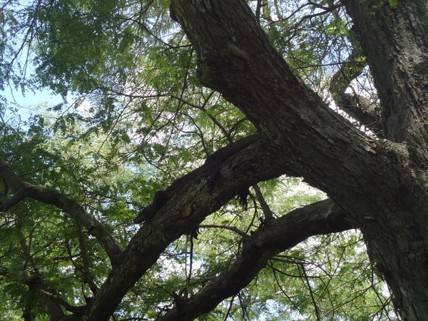 Komodo up a tree