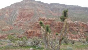 Cactus and cliff