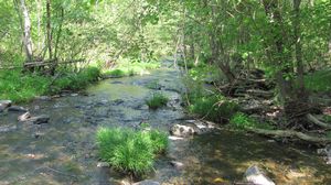 A stream at picnic area
