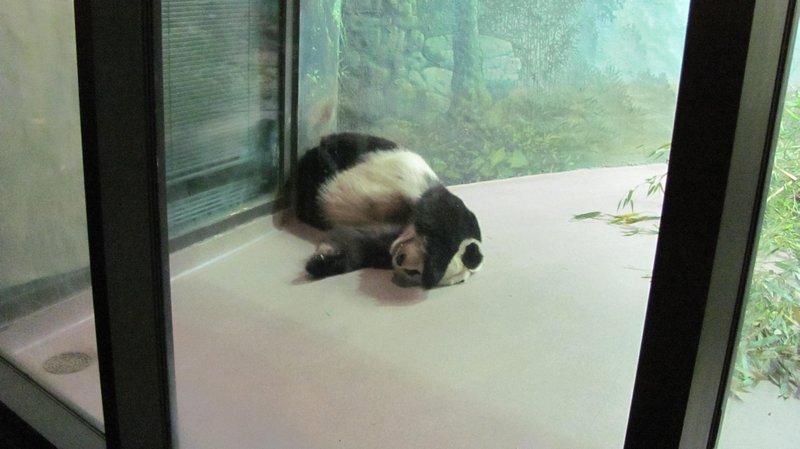 Sleeping Male Panda