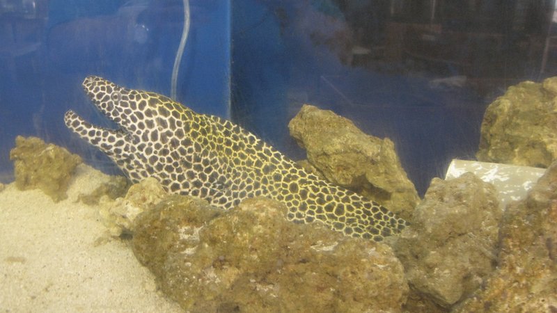 eel in aquarium Rockport