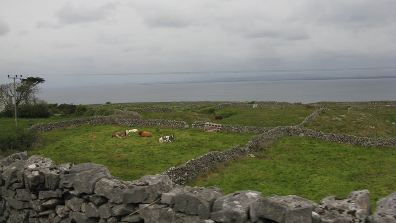 Cows on the Aaran Islands and Galway Bay