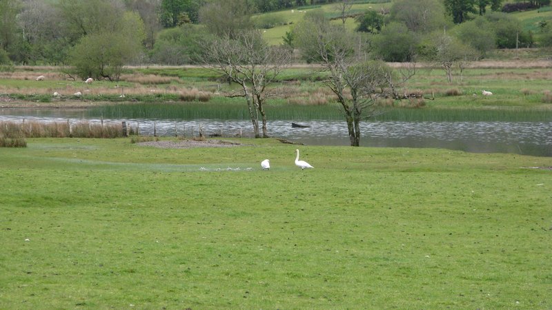 Swans with Signets