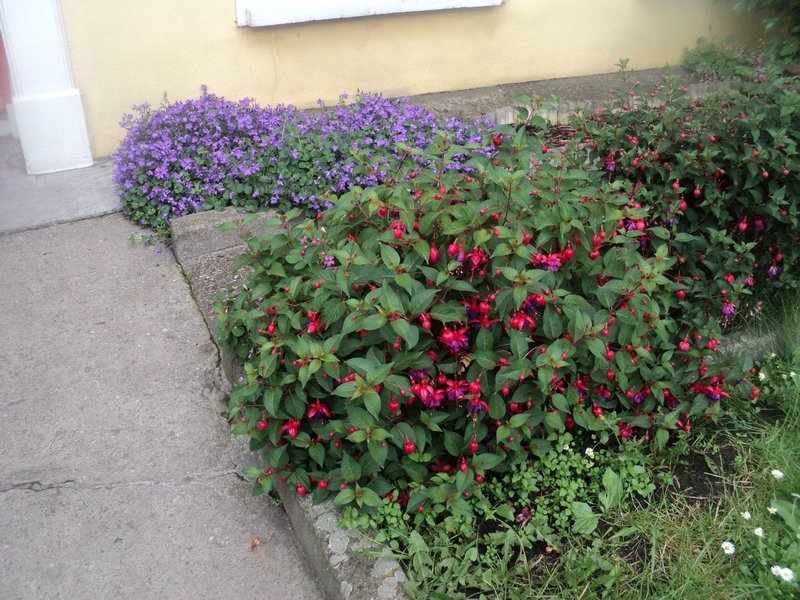 flowers outside the hostel