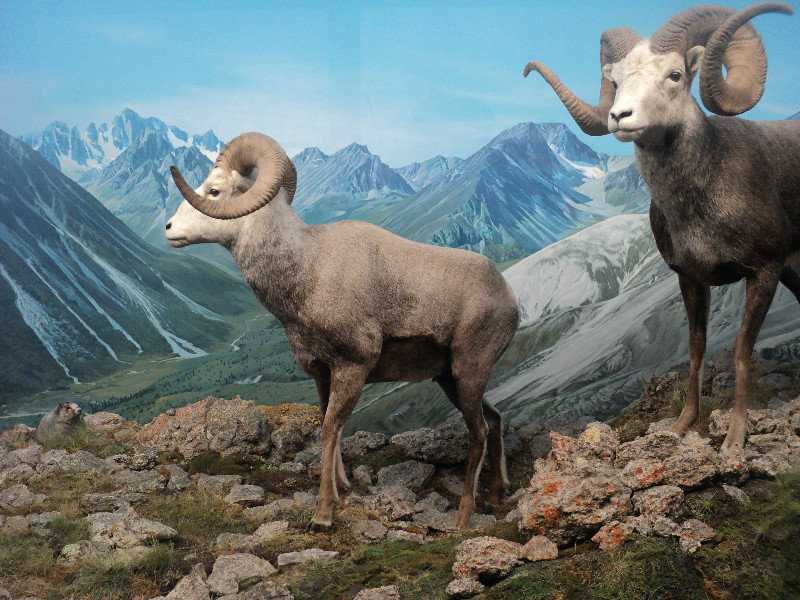 Display for Bighorn Sheep