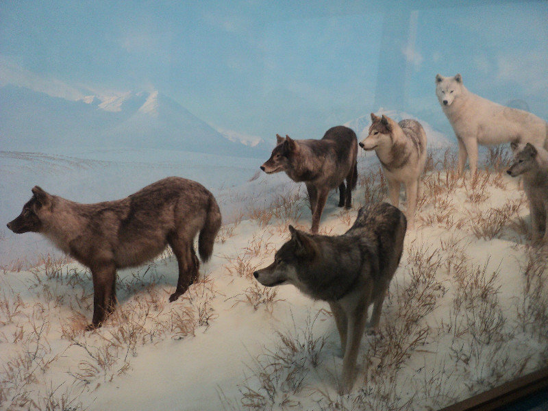 Wolves watching a herd of elk 