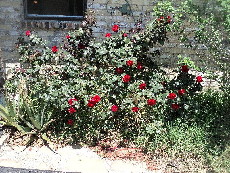 Back in Texas and the roses are blooming