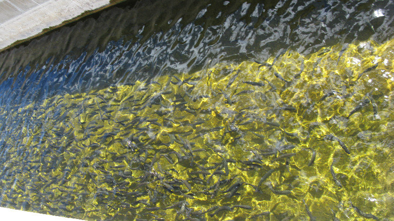 Trout at the  fishery