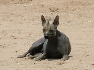 pes peruansky/peruvian dog