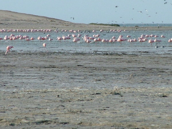 plamenaci/flamingoes