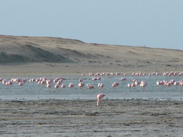 plamenaci/flamingoes