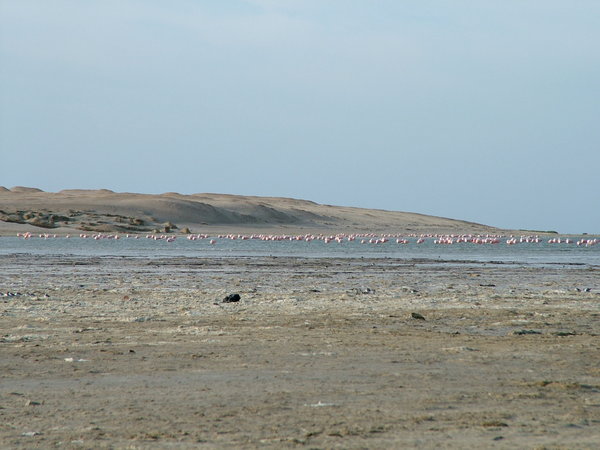 plamenaci/flamingoes