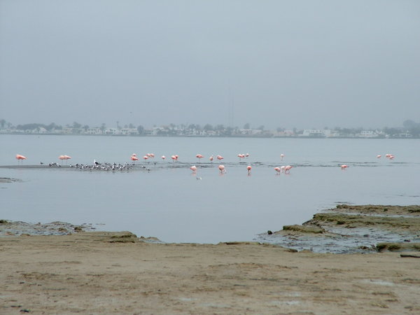plameniaky/ flamingoes