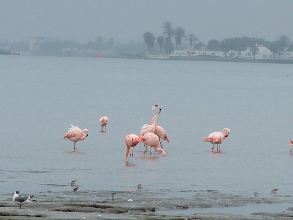 plameniaky/ flamingoes