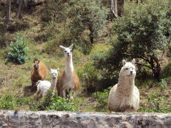 zvedave lamy/ curious lamas