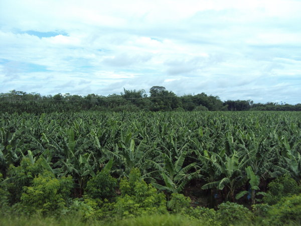bananovnikova plantaz/field of banana trees