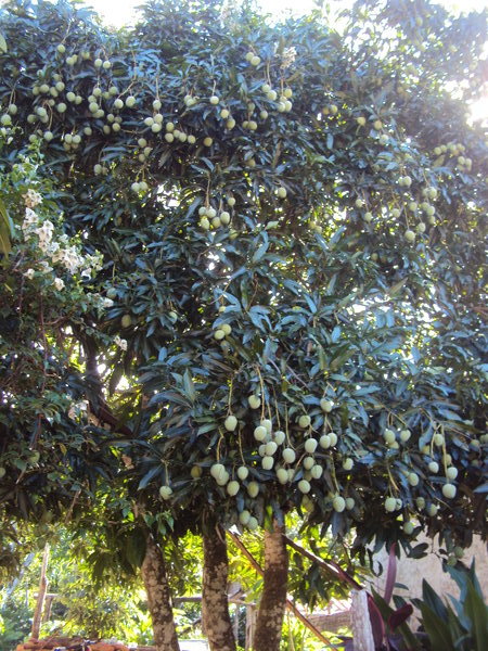 mangovnik/mango tree