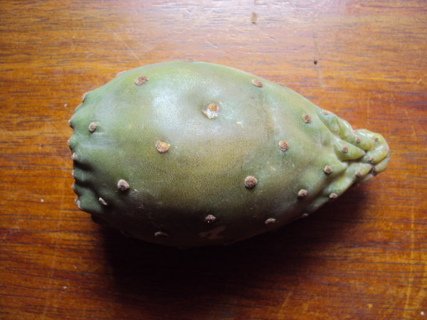 jedly plod kaktusu/ edible cactus