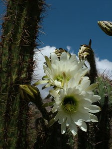 kvet kaktusu/ cactus flower