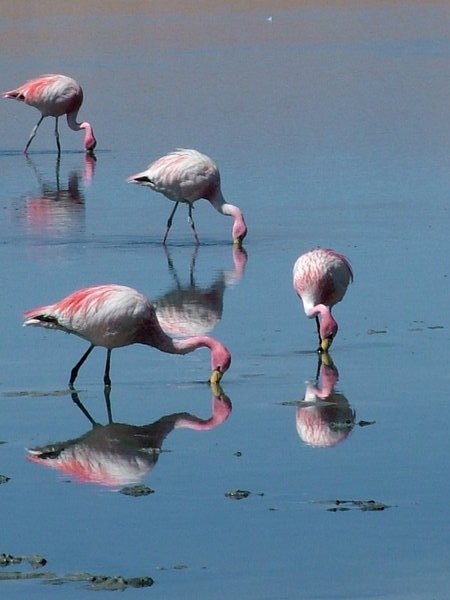 plameniaci/ flamingoes