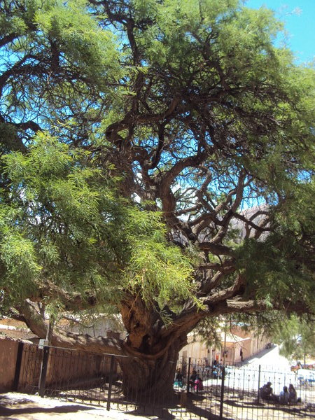Hurmahuaca - 1000rocny strom/ 1000y. old tree