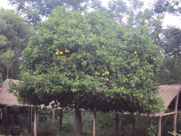 grapefruitovnik/ grapefruit tree