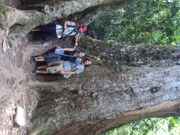 NP Cuc Phuong - 1000 rocny strom