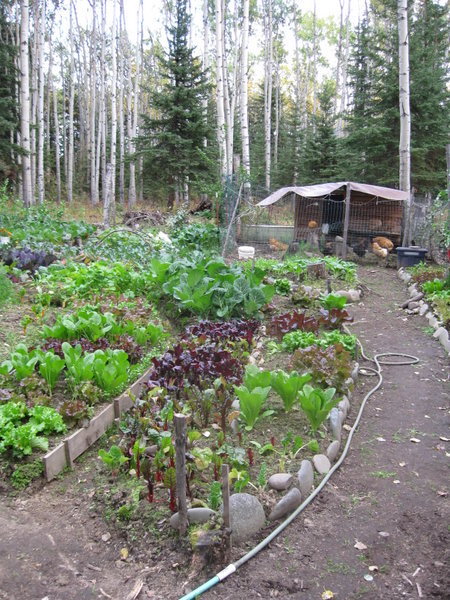 Garden with Chicken coop