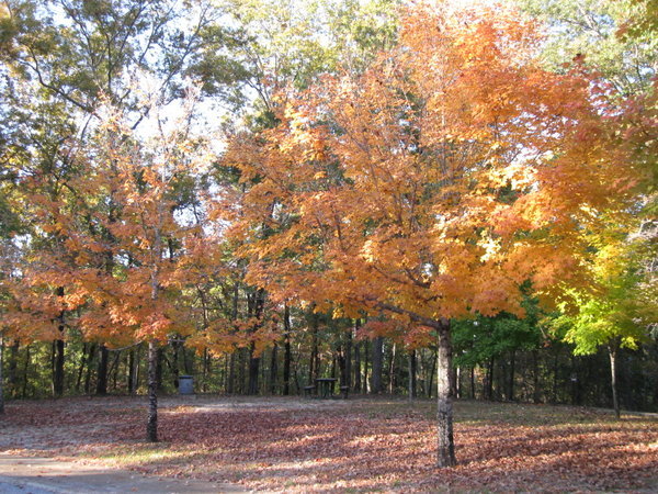 Fall colors on Natchez Trace