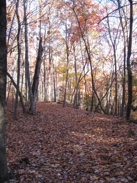 Covered Trail