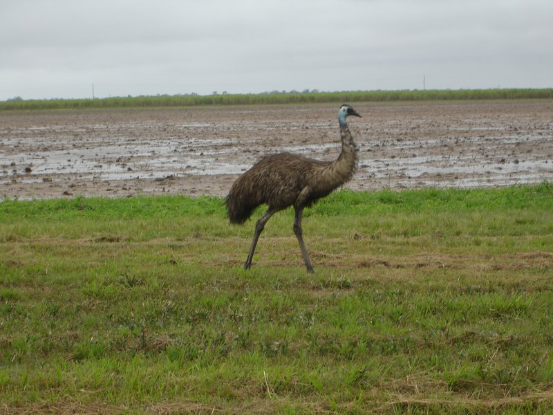emu on the  roadside