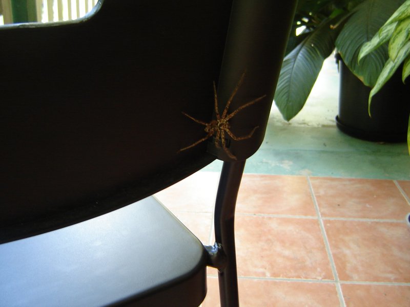 Visiting Huntsman Spider