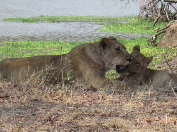 Adult lion and cub