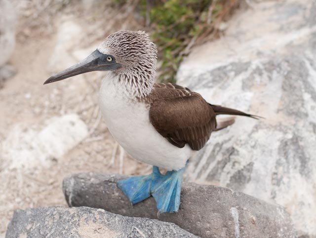 Bue Footed Booby