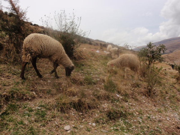 Huancayo