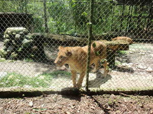 Amazonian Animals at Zoo