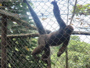 Amazonian Animals at Zoo