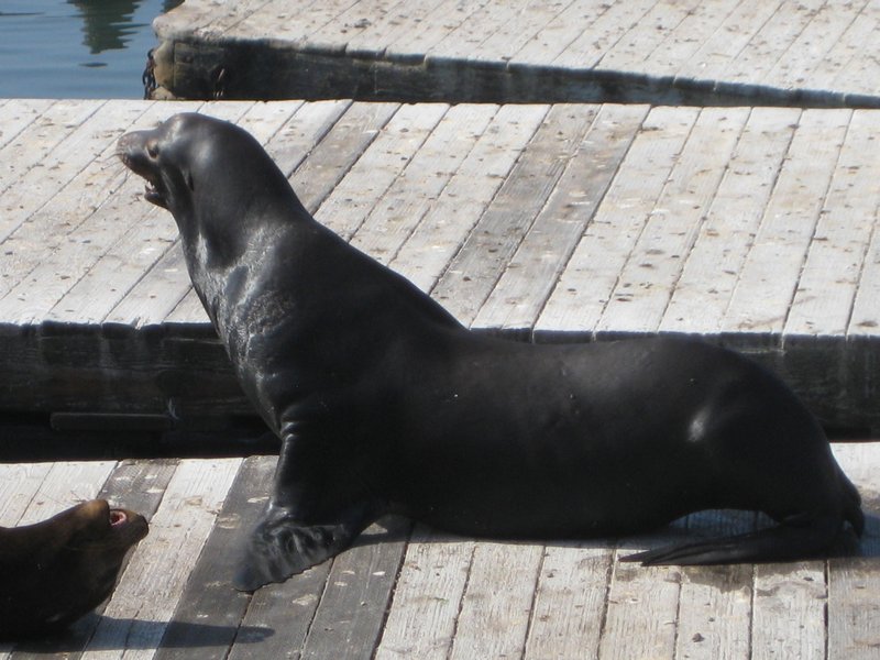 a seal, loving life