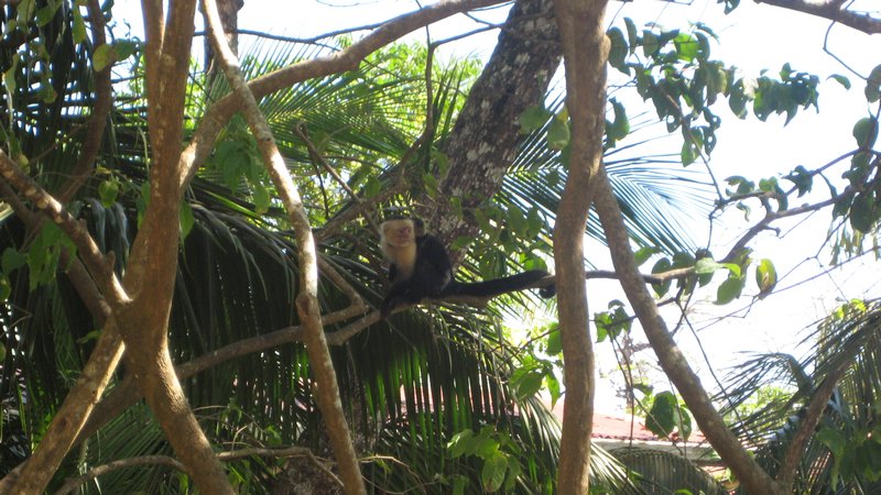 monkeys in the tree