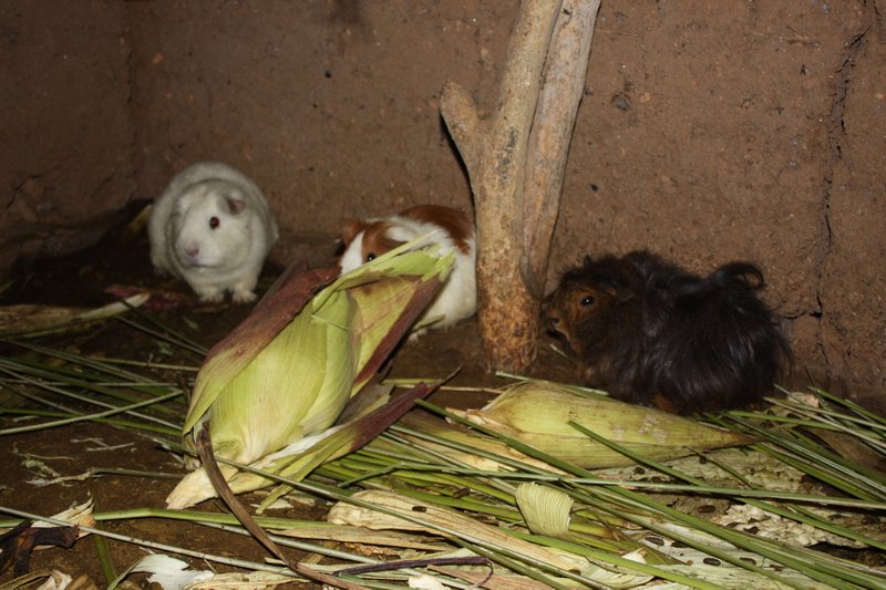 cuy-guinea pigs at the home stay